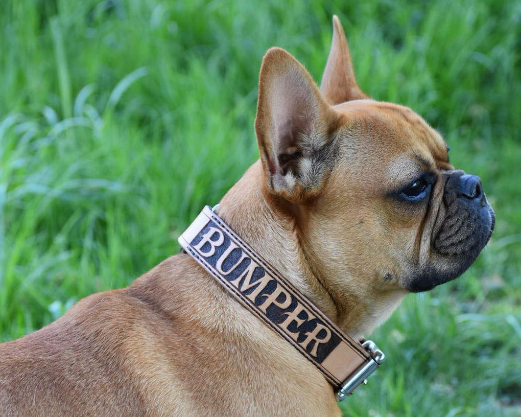 Collier pour chien